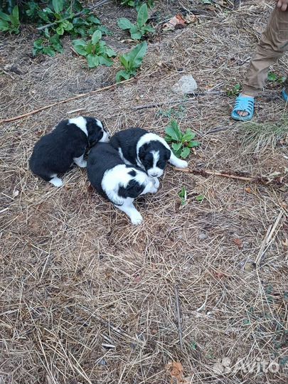 Аусси шенки