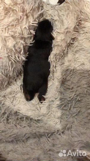 Йоркширский терьер