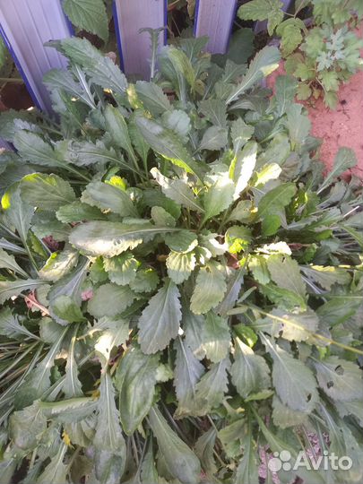 Ромашка садовая