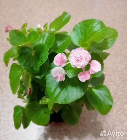 Бегония вечноцветущая