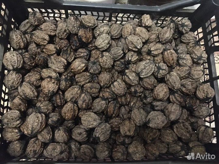 Плоды маньчжурского ореха