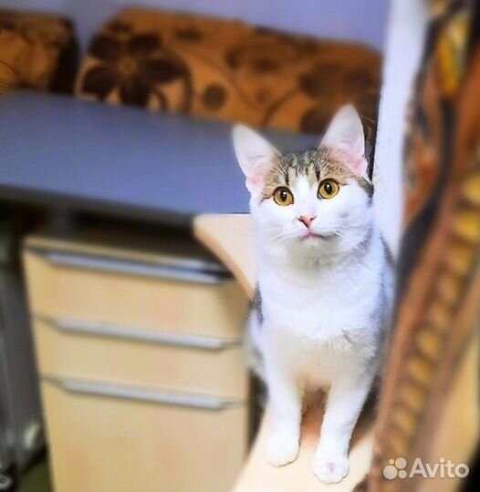 Кошки в добрые руки бесплатно