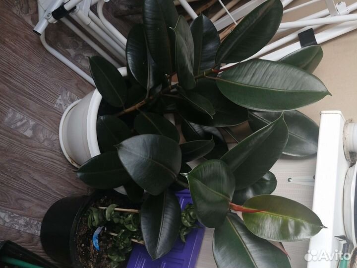 Фикус эластика абиджан 3 ствола