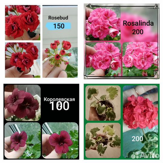 Пеларгония, черенки и взрослые