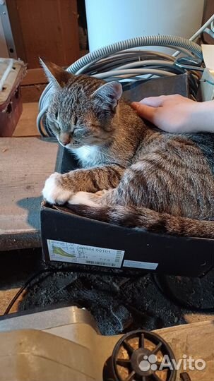 Кошки бесплатно