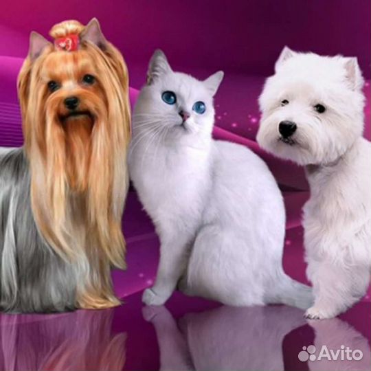 Груминг собак и кошек с выездом на дом