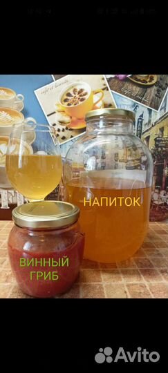 Винный гриб