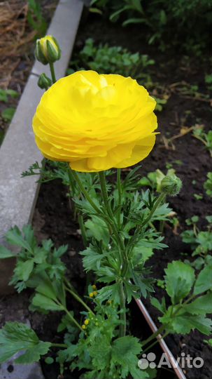 Ранункулюс саженцы из клубни