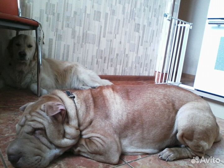 Передержка собак