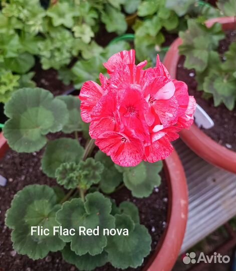 Пеларгония герань