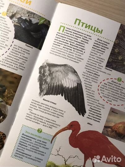 Большая Энциклопедия Школьника для детей