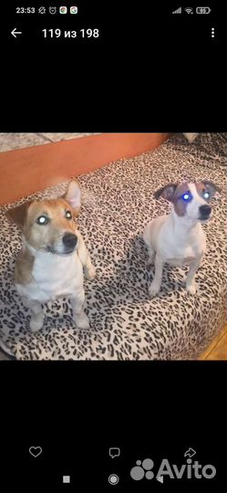 Вязка джек Рассел терьер