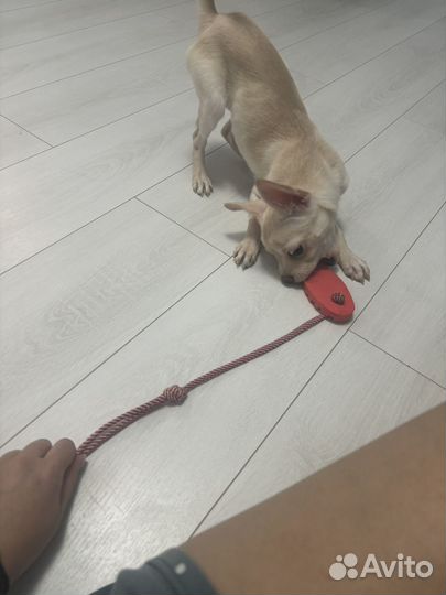 Щенок помчи