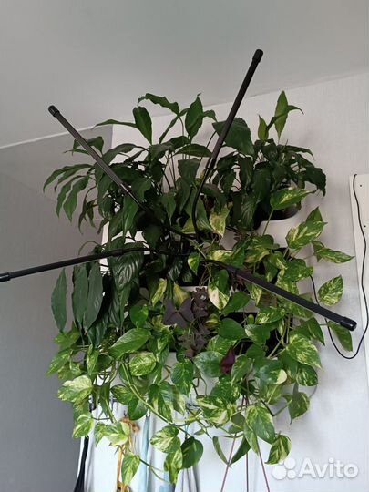 Настенный фитомодуль