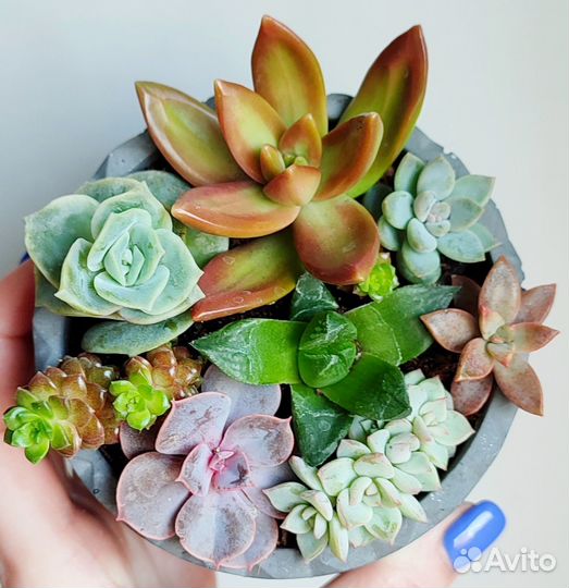 Суккуленты