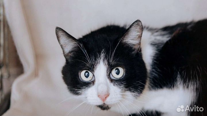 Белянка ищет дом