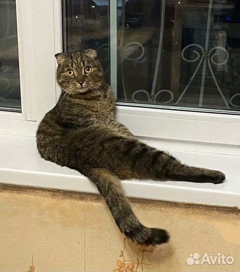 Котик в добрые руки