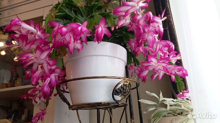 Шлюмбергеры сортовые