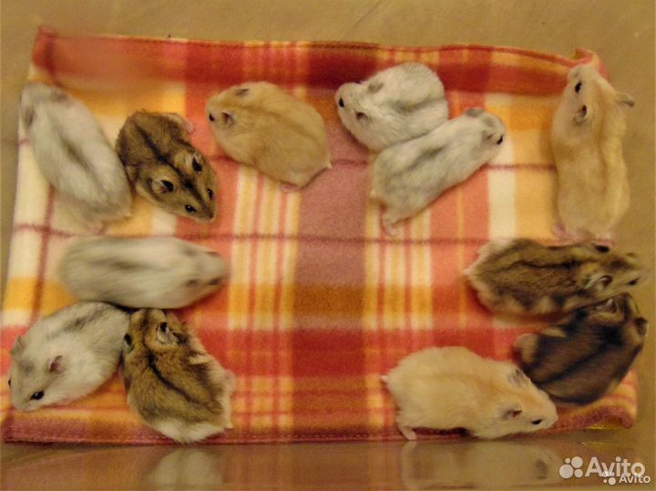 Джунгарские хомяки - разноцветные, клетки, шары