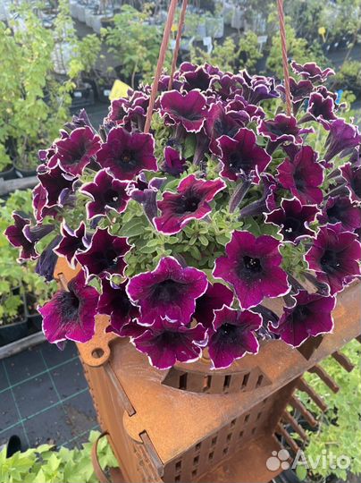 Петуния оптом и в розницу