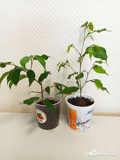 Фикусы и другие цветы