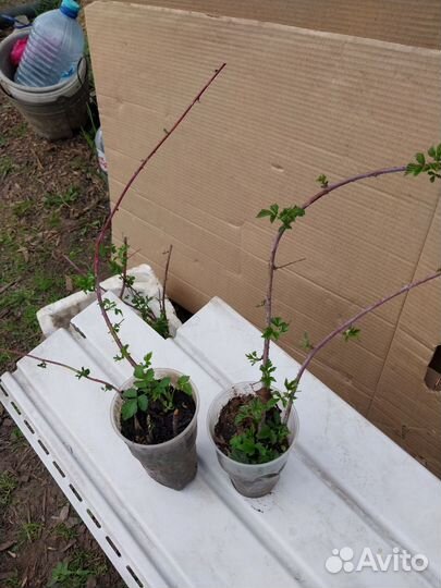 Саженцы ежемалины