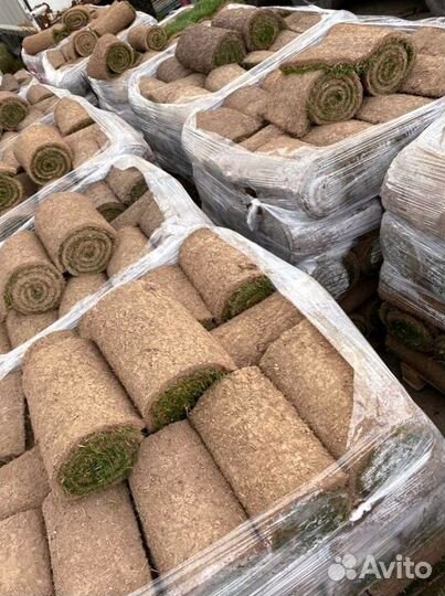 Рулонный газон 