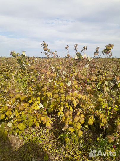 Малина саженцы