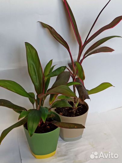 Комнатные цветы, фикусы, традесканции, юкка