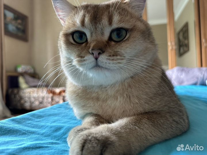 Британская золотая шиншилла