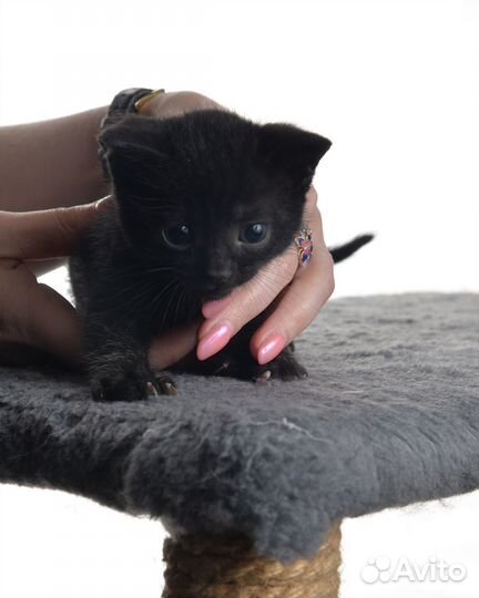 Котенок черный