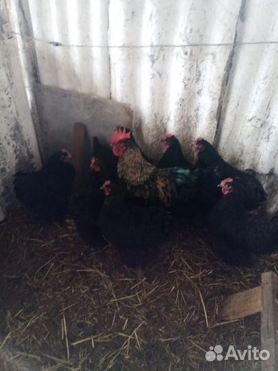 Куры несушки продам