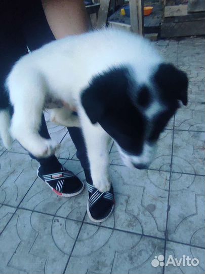 Щенки лайки