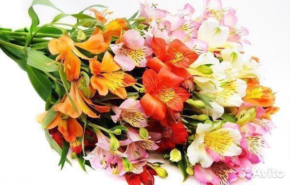 Букет из альстромерий цветы