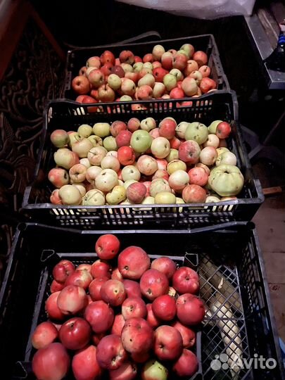 Слива, яблоки