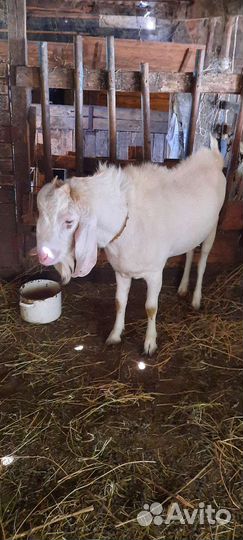 Козел вязка