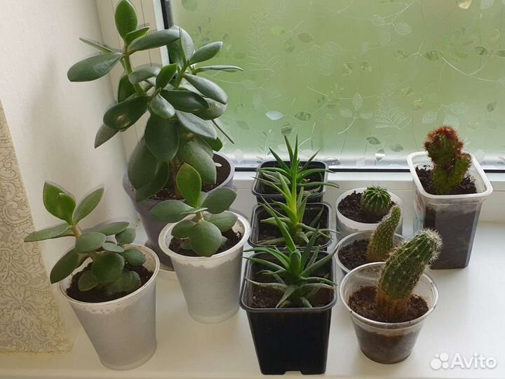 Суккуленты хавортия, алоэ, кактусы, крассула