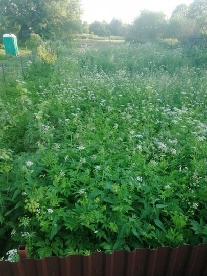 Участок 24 сот. (СНТ, ДНП)