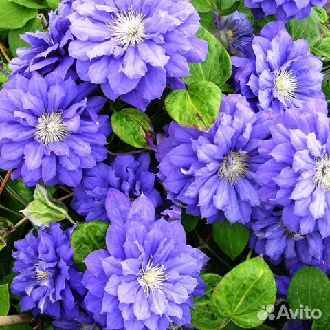 Клематис Kири Те Канава (1 саж.; 15-25 см)