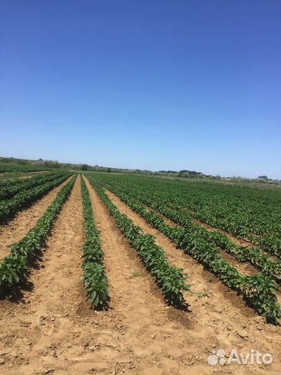 Самосбор таркинского перца