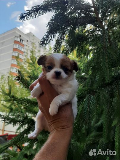 Мини Чихуахуа