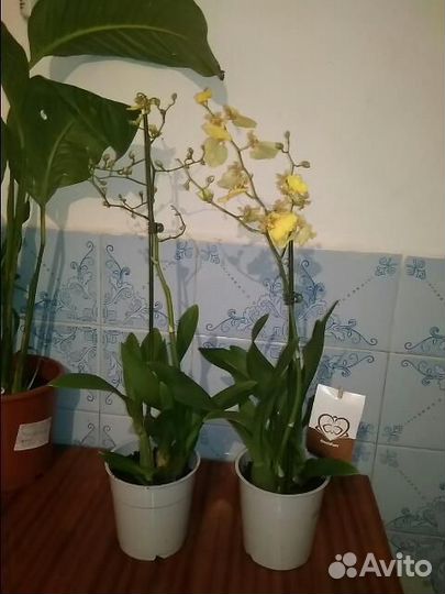 Орхидея онцидиум, жёлтая