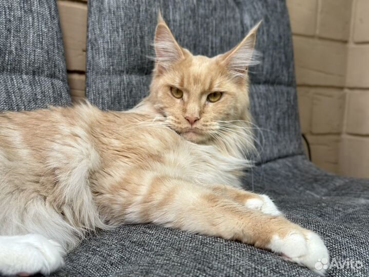 Кошка мейкун