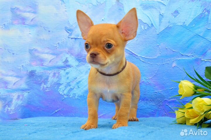 Чихуахуа, очаровательный мальчик