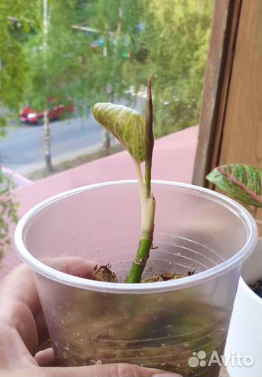 Аглаонема Легаси