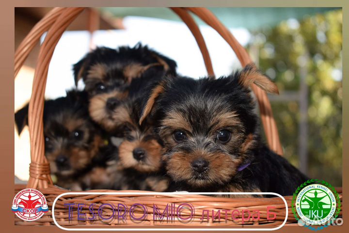 Щенки йорка мини бэби фейс с документами