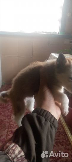 Продажа собак щенков