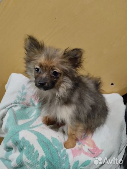 Помесь шпица