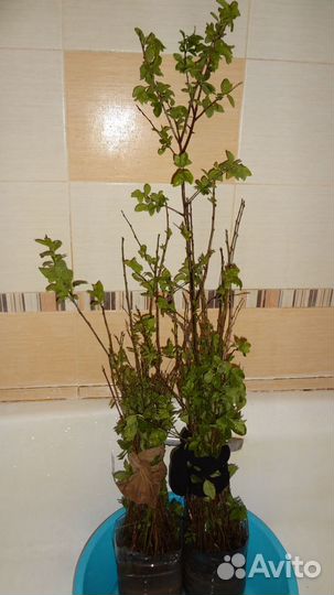 Саженцы терновника, малины