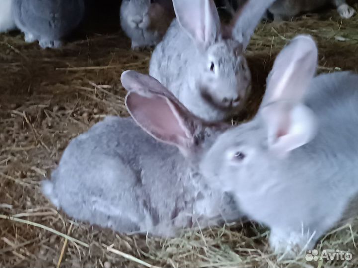 Кролики Фландер